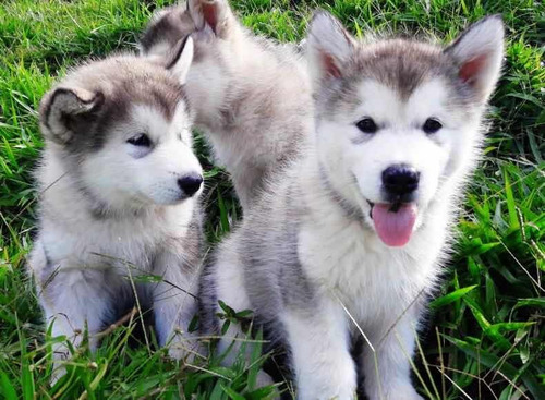 Cachorro Alaskan Malamute Macho, Pelaje Largo