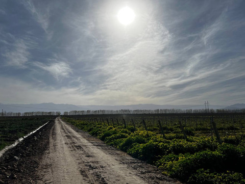 Excelente Oportunidad - Campo En Plena Producción
