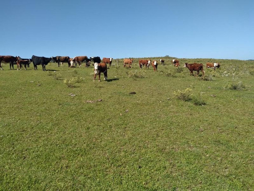 Campo De 204 Has En Treinta Y Tres. Ideal Para Cría De Ganado!