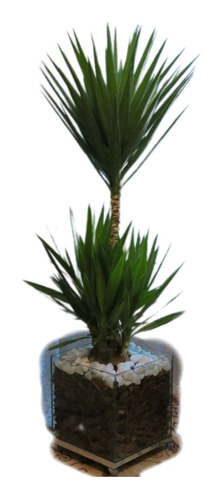 Palmeira Yucca Iuca No Cachepot De Vidro 35x35x35 (natural)