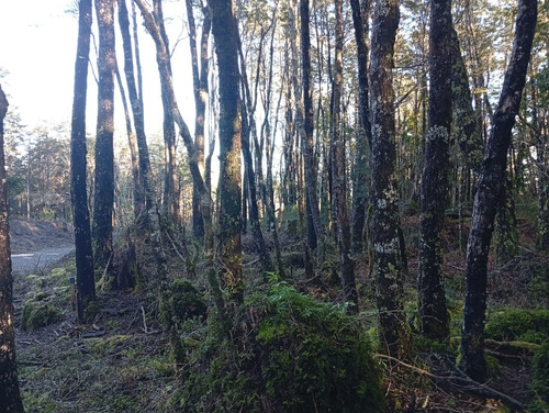 Venta Parcela Bosque Pucón Los Nevados