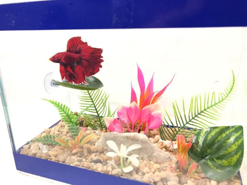 Imagem 4 de 8 de Betta Confort - Folha De Descanso Para Bettas Emborrachada