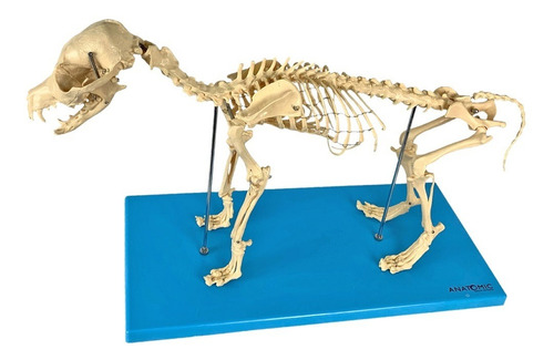 Esqueleto Do Cachorro De Porte Pequeno Em Resina