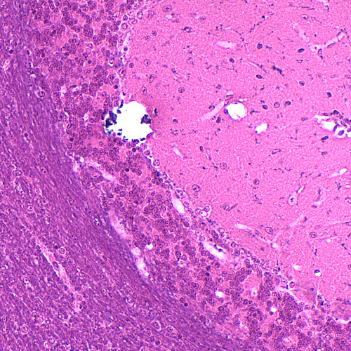 Lâminas Preparadas De Histologia 80pçs/cx