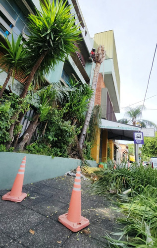 Poda De Arboles Tala Extracciones Escalador Con Seguro Gasto