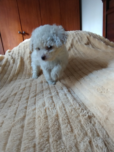 Cachorro Caniche Toy Macho Blanco De 60 Días, Pelaje Largo