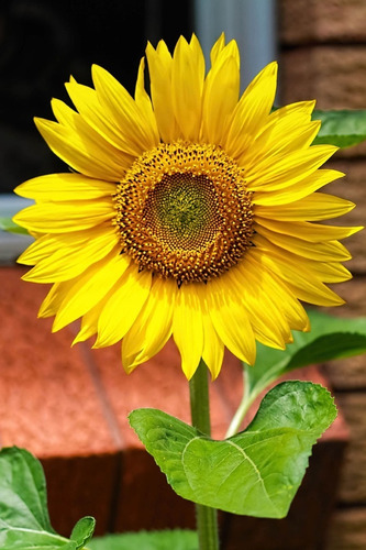 Semillas De Girasol X 500 Grs Para Pajaros, Flores