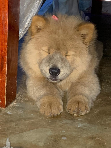 Imagem 1 de 2 de Vendo Filhote De Chow Chow Fêmea