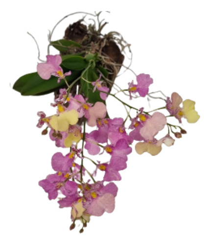 Mini Orquídea Rodricidium Pipoca Tronco Planta Adulta Rara