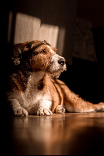 Perro En Adopción Mediano Joven Adulto  Pinscher Austriaco 