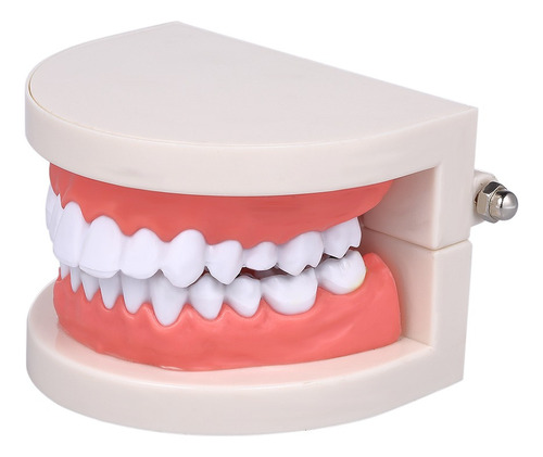 Estándar Diente De Enseñanza Gigante Dental Dentista Modelo