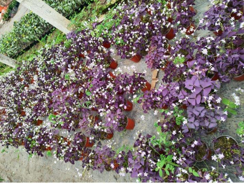 Trebol De La Suerte Oxalis Morado