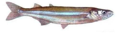Línea De Pesca Eco 3 Boyas Palito Telgo Pejerrey