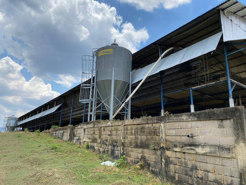 Imagen 13 de 14 de Venta Granja Automatizada Tacarigua