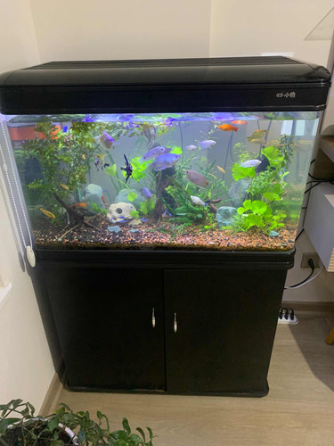 Acuario Curvo Importado 140 L Con Mueble, Peces Y Plantas