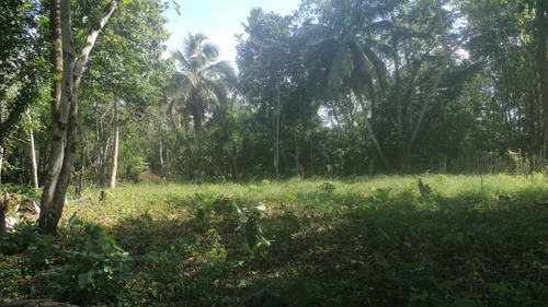 Finca Los Montones Venta , Hato Dama San Cristóbal