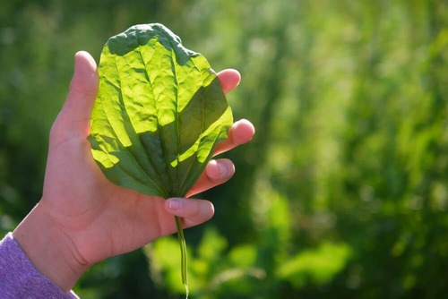 500 Sementes Tanchagem Organico Para Plantar    ( Promoção )