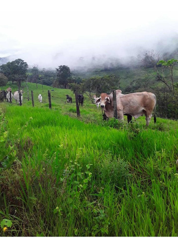 Imagen 9 de 23 de Finca Productivo En Tachira