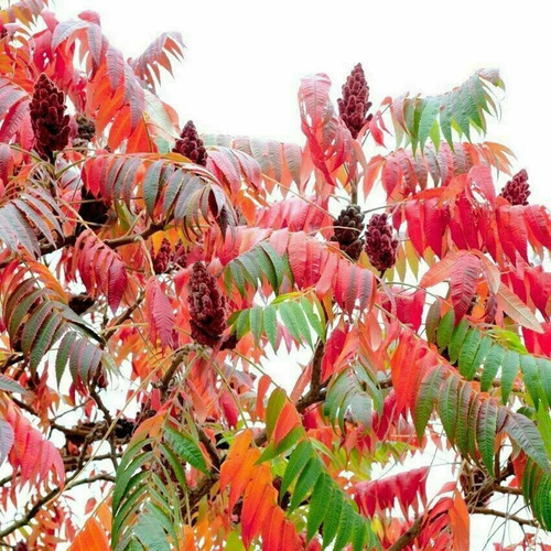 Rhus Typhina, Hermoso Follaje Colorado En Otoño