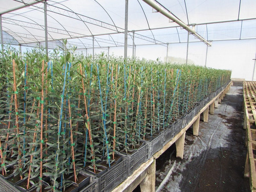 Muda De Oliveira Azeitona Produtiva Alta Qualidade