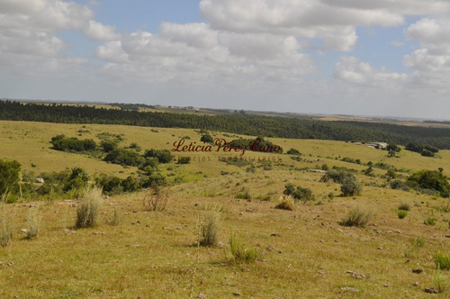 Imagen 10 de 30 de Venta Chacra 5 Has Ubicada En Jose Ignacio Proximo A Garzon