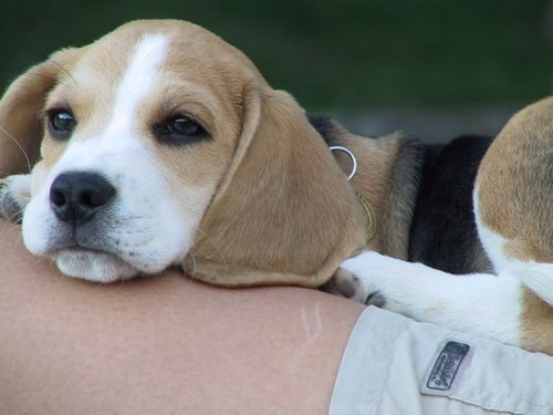 Cachorros Beagle Con Registro Begle Puppy Perros Can Pet