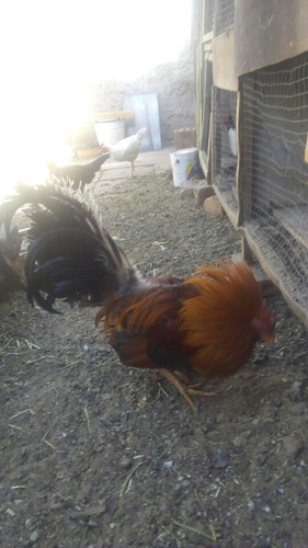Imagen 4 de 5 de Gallo