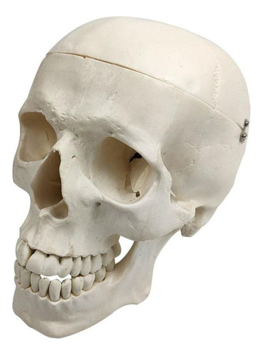 A*gift Modelo Anatómico De Cráneo Humano Adulto, Tamaño