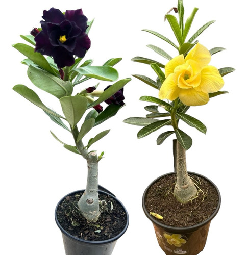  Kit 2 Rosas Amarela E Negra Presente Enfeite Seu Ambiente 
