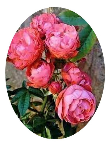 Imagem 1 de 3 de Mudas Rosas Trepadeiras Cor Salmão  Com 35 Cm De Altura