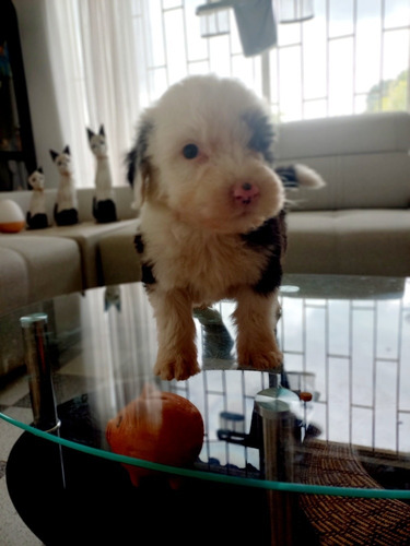 Imagen 2 de 8 de Cachorros Viejo Pastor Inglés (ovejero)