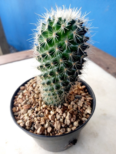 Imagem 4 de 8 de Mudas Cactos Cactus Com Vaso P.11 Coryphantha