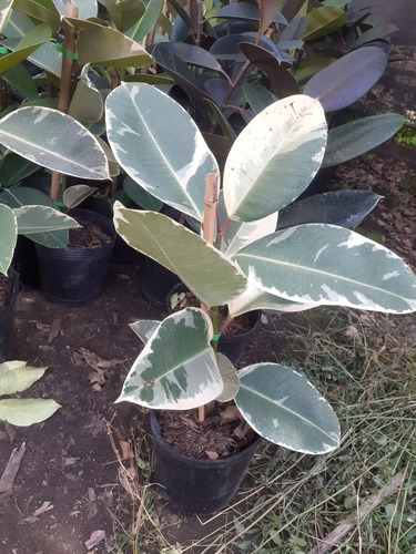 Ficus Elastico, Gomero 5lts