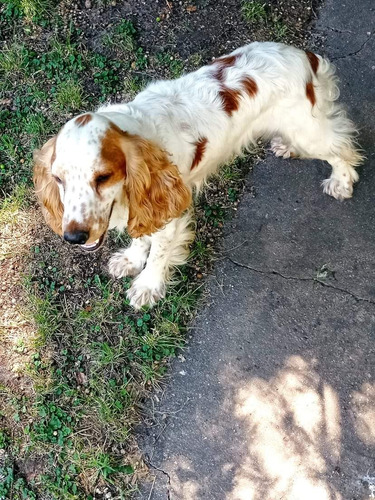 Hermosos Cocker Spaniel Puros Madre Con Pedigree