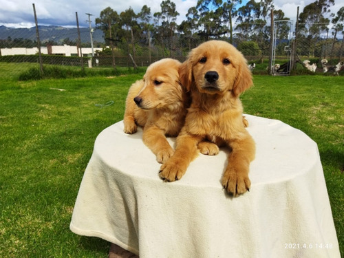 Cachorros Golden Retriever Perros En Venta Bucaramanga