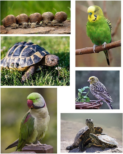 Imagen 6 de 6 de Calcio Dehuesos Rotos De Jibia Para Roedores Y Aves 30g