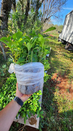 Se Vende Chacra De 48 Ha En Apostoles Misiones. 28 Ha Con Yerba Mate.