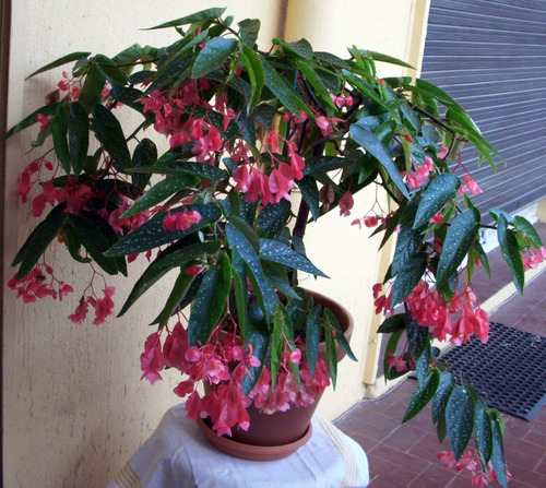 Begonia Maculata Pink - Sementes Flor Para Mudas | Parcelamento sem juros