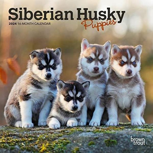 Libro:  Siberian Husky Puppies 2024 Mini 7x7