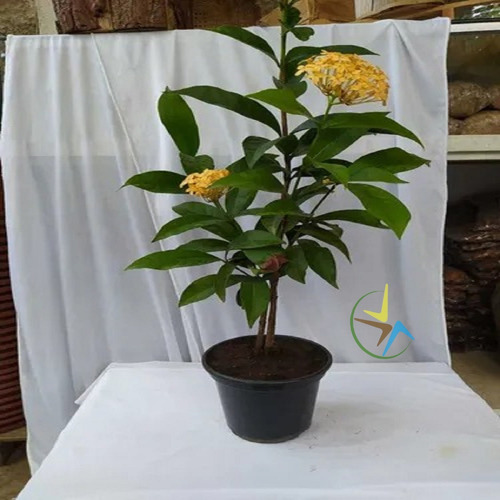 Ixora Midi Real Ou Africana Flor Amarela - De 50cm A 70cm | Parcelamento  sem juros