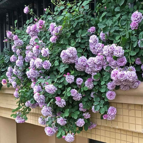 Rosal Trepador Morado Mas Abono