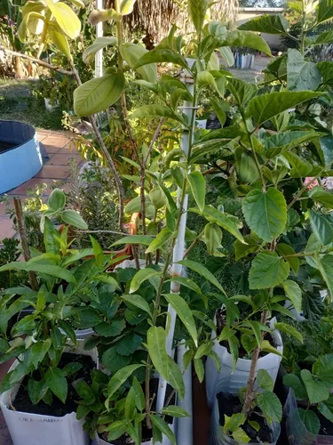Planta Dama De La Noche