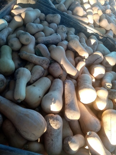Imagen 6 de 7 de Zapallo Calabazin De Muy Buena Calidad