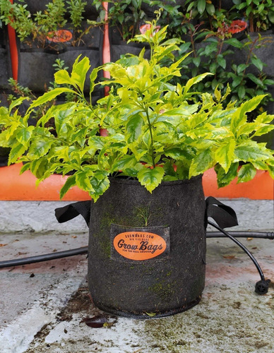 Imagen 6 de 10 de Maceta 10 L Profesional Para Jardín Y Plantas Propot