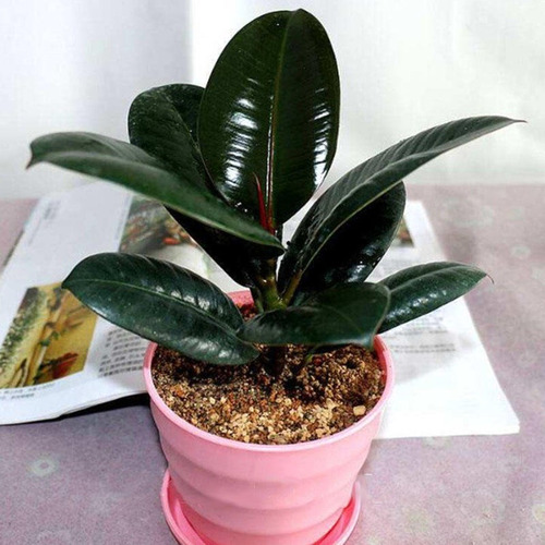 Ficus Elástica (4 Piezas.)