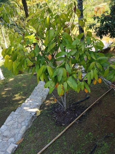 Imagem 5 de 27 de Chácara Com 4 Dormitórios À Venda, 7560 M² Por R$ 450.000,00 - Parque Três Meninos - Itariri/sp - Ch0107