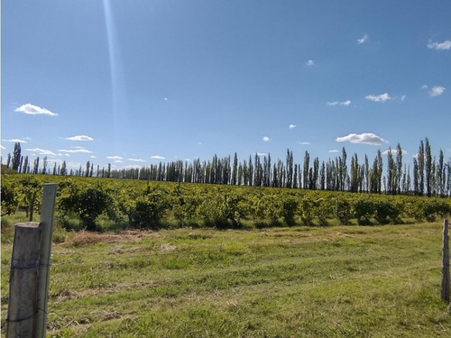 Vendo Finca De 20 Hectareas A Tranquera Cerrada San Rafael