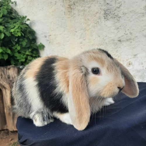 Coelho Mini Lop Uruguaio