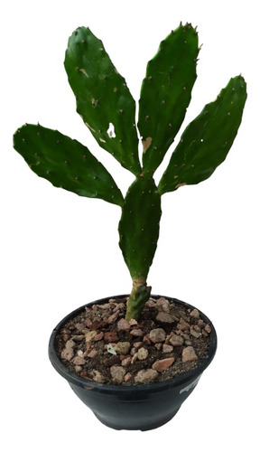 Planta Cactus Para Regalar 