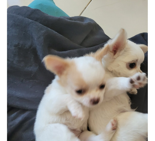 Lindos Filhotes De Chihuahua Disponíveis